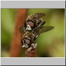 Eumerus sp - Schwebfliege 06 6mm.jpg